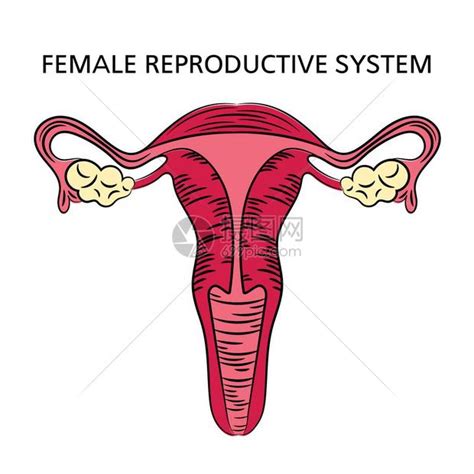 女人性器官|解剖学高清图谱 女性生殖系统